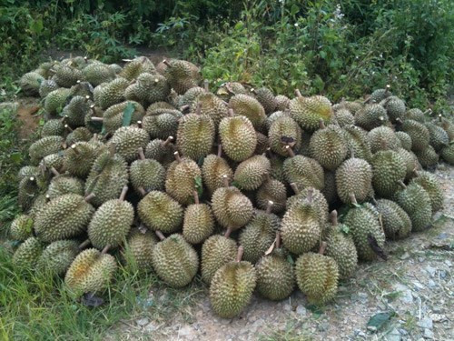 Theo các chuyên gia nông nghiệp, người mua nhận diện trái sầu riêng có thuốc bằng cách thấy cuống trái héo cũ, gai bầm dập, màu sạm cũ.