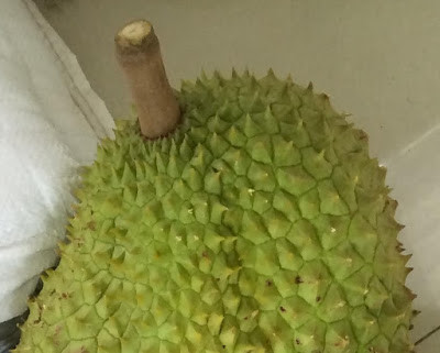 Nên mua những trái sầu riêng cuống còn tươi. Dùng ngón tay ấn nhẹ vào cuống. Nếu có cảm giác cuống ướt (chính là phần nhựa vẫn còn lại trong cuống), cuống đó vẫn còn tươi. Còn nếu có cảm giác khô, rất có thể cuống đã héo và bị mất hết nhựa.