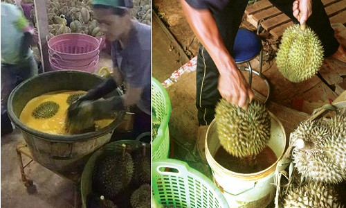 Bằng mắt thường, bạn khó khăn trong việc phân biệt sầu riêng nhúng thuốc, tẩm hóa chất chín ép. Bạn có thể tham khảo vài lưu ý dưới đây để phần nào "né" được những trái kém an toàn.