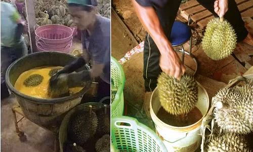 Bằng mắt thường, bạn khó khăn trong việc phân biệt sầu riêng nhúng thuốc, tẩm hóa chất chín ép. Bạn có thể tham khảo vài lưu ý dưới đây để phần nào "né" được những trái kém an toàn.