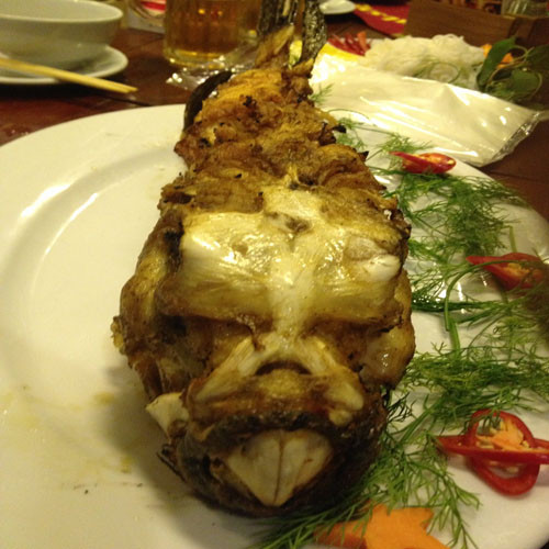 Chúng có hình dáng giống các loài cá thông thường, nhưng phần đầu giống loài thú hơn, răng cá nhìn như răng thỏ. Hiện, giá bán cá mặt thỏ ở Lý Sơn (Quảng Ngãi) đắt bỏng tay, lên tới 2.000 USD/kg (khoảng 45 triệu đồng). Ảnh: Trí Thức Trẻ