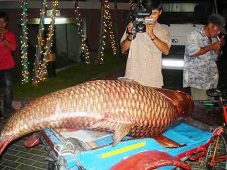 Những con cá hô khổng lồ nặng trên 100kg có giá không dưới 1,5 triệu đồng/kg là một trong những đặc sản không phải khi nào cũng được thưởng thức.