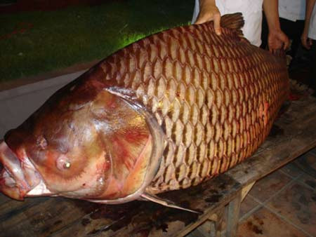 Loại cá thuộc dạng hiếm này từng được đại gia hoặc chủ các nhà hàng khách sạn mua đứt với giá cả trăm triệu đồng.