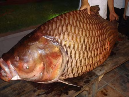 Loại cá thuộc dạng hiếm này từng được đại gia hoặc chủ các nhà hàng khách sạn mua đứt với giá cả trăm triệu đồng.