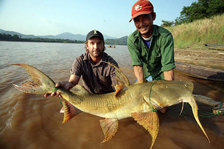 Cá chiên, nhất là cá chiên bắt được ở vùng sông Gâm (thủy lộ nối liền 4 tỉnh Cao Bằng, Hà Giang, Tuyên Quang, Bắc Cạn) nổi tiếng ngon, là đặc sản miễn chê mà bất cứ ai cũng muốn chi tiền thưởng thức.