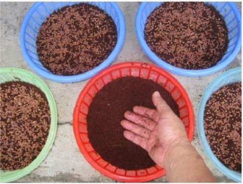 Hộp xốp hoặc rá rổ cao khoảng 15 - 20cm là thích hợp để gieo trồng hạt. Ngoài ra, củ cải đỏ rất ưa ánh sáng, nhưng không ưa ánh sáng gay gắt trực tiếp. Bạn chỉ cần chọn nơi thoáng mát để đặt chậu hạt giống.