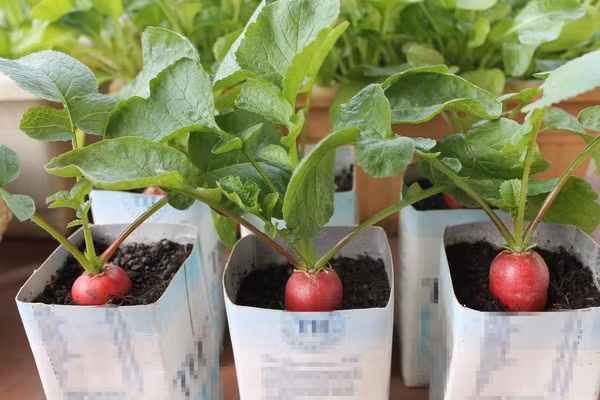 Những chậu cải không chỉ cho rau sạch, còn có thể trang trí nhà đẹp mắt.