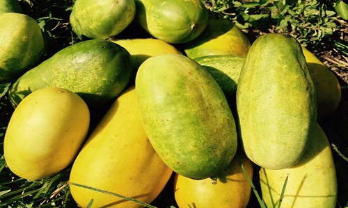 Trai “cuu nguoi”, qua dac san Viet dang sot xinh xich-Hinh-2