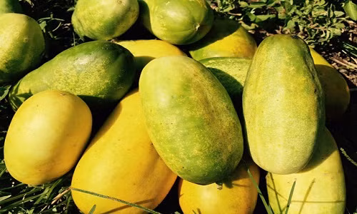 Trai “cuu nguoi”, qua dac san Viet dang sot xinh xich-Hinh-2