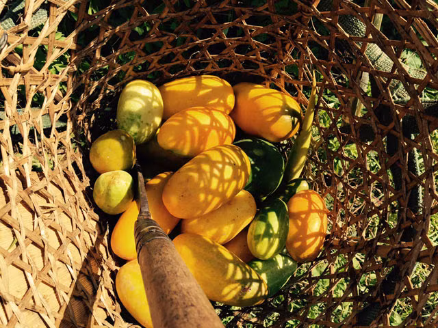 Trai “cuu nguoi”, qua dac san Viet dang sot xinh xich