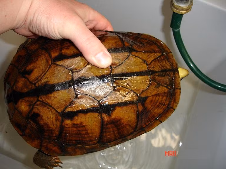 Soi rua 3 vach dat nhu vang dai gia Viet lung mua-Hinh-2