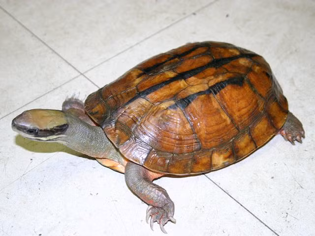 Một số cơ sở chăn nuôi rùa ở Trung Quốc sau khi bắt được một cặp rùa tự nhiên, đã nhân giống chúng và thu về khoảng 37 triệu đô tiền lãi hàng năm nhờ bán rùa 3 vạch.