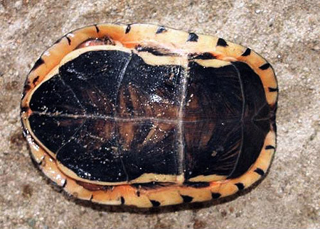 Rùa hộp ba vạch dùng làm thực phẩm, mai và yếm được nấu cao.