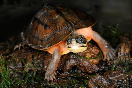 Hình ảnh rùa hộp 3 vạch quý hiếm, đắt "bỏng tay".