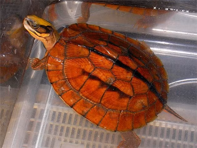 Chúng được ví như một loại đặc sản "đẻ" ra tiền.