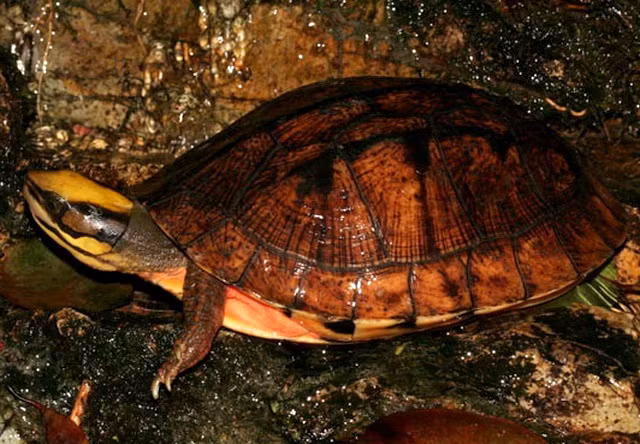 Do đó, không phải đại gia nào có tiền là mua được rùa hộp 3 vạch tẩm bổ. Nhiều người chọn cách mua rùa nhân tạo "rẻ" hơn, khoảng 50 - 60 triệu đồng/kg.