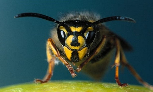 Thuc hu chua ung thu bang cach cho ong bap cay dot?