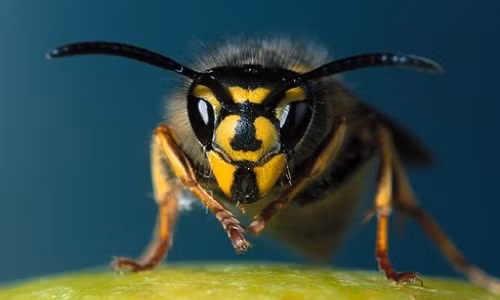 Thuc hu chua ung thu bang cach cho ong bap cay dot?