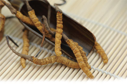 Theo Lương y Vũ Quốc Trung, Hội Đông y Việt Nam: "Đông trùng hạ thảo thật thì ninh lâu vẫn dai, không mủn, cọng cỏ ở đầu không nát, khi ninh tỏa ra mùi thơm, tanh như cá… Hàng giả có cạnh gờ hơi cong, bên ngoài có màu vàng nhạt, dài độ 2 – 3cm, đường kính 0,1 – 1cm, giòn hơn so với thông thường, khi cắt ra thì có màu trắng".