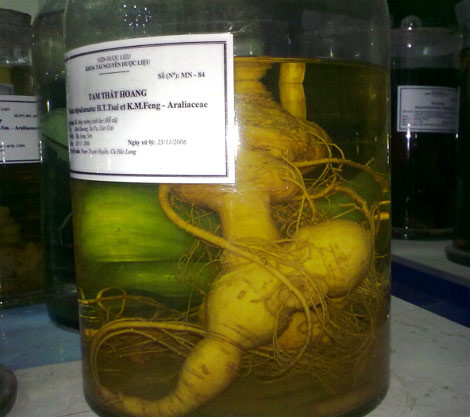 Tuy nhiên, tình trạng thần dược giả không hiếm. Tam thất hoang là một trong những loại được dân buôn lựa chọn để "nhái" sâm Ngọc Linh, bán với giá cắt cổ.