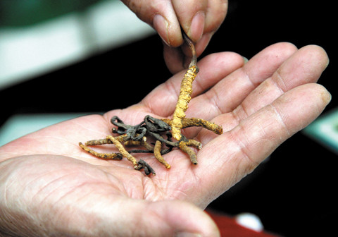 Vì đông trùng hạ thảo hiếm nên hàng giả làm bằng thân củ của địa tàm và thảo thạch rồi cắm cỏ vào, có loại được làm từ bột ngô, bột mạch, thạch cao. Một số trùng thảo giả được sản xuất bằng cách gia công ép màng nên bên ngoài có màu trắng ngà, hình sâu non nhẵn bóng, rõ các vằn khía, mặt cắt có màu trắng nhạt. Khi cầm lên thấy nặng, không nhẹ bông như trùng thảo thật.