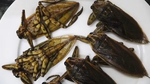 Cà cuống tươi có thời điểm bán từ 40.000 - 50.000 đồng/con.