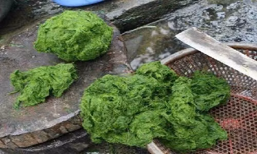 Dac san reu da duoc don thoi giup truong tho hut khach