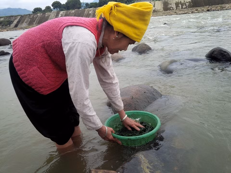 Rêu đá mọc theo mùa từ tháng 9, 10 âm lịch đến hết tháng 5. Người dân thu hoạch chúng về để nấu các món canh, xào, nướng với mùi vị lạ.