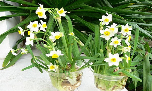 Cuối thu đầu đông là khoảng thời gian tuyệt vời nhất để bắt đầu trồng hoa cảnh, trong đó có hoa thủy tiên. Trên thị trường, giá củ hoa thủy tiên đã được bán với giá 45.000 -50.000 đồng/củ.