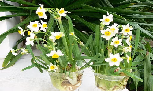 Cuối thu đầu đông là khoảng thời gian tuyệt vời nhất để bắt đầu trồng hoa cảnh, trong đó có hoa thủy tiên. Trên thị trường, giá củ hoa thủy tiên đã được bán với giá 45.000 -50.000 đồng/củ.