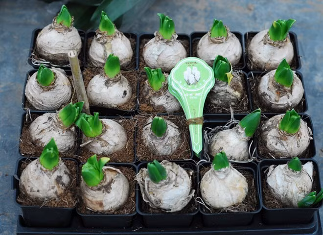 Hiện nay, trên thị trường, nhiều cửa hàng đã bắt đầu bán củ tiên ông giống, giá 100.000 -120.000 đồng/củ. Có hai cách trồng củ hoa tiên ông, bằng đất hoặc trồng thủy canh.