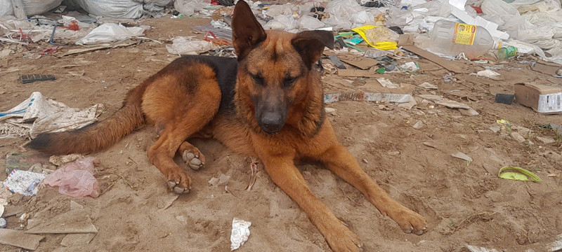 Cau chuyen cam dong ve chu cho bao ve be 6 tuoi di lac-Hinh-3