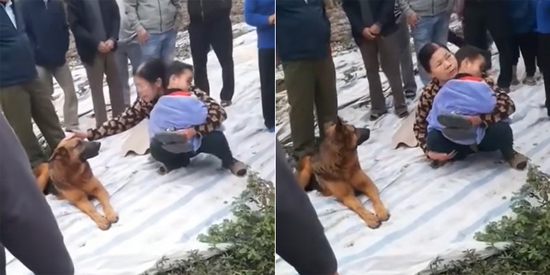 Cau chuyen cam dong ve chu cho bao ve be 6 tuoi di lac-Hinh-2