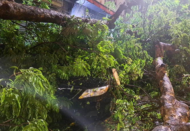 Mua lon, cay co thu do de trung 2 xe sang o Ha Noi-Hinh-2