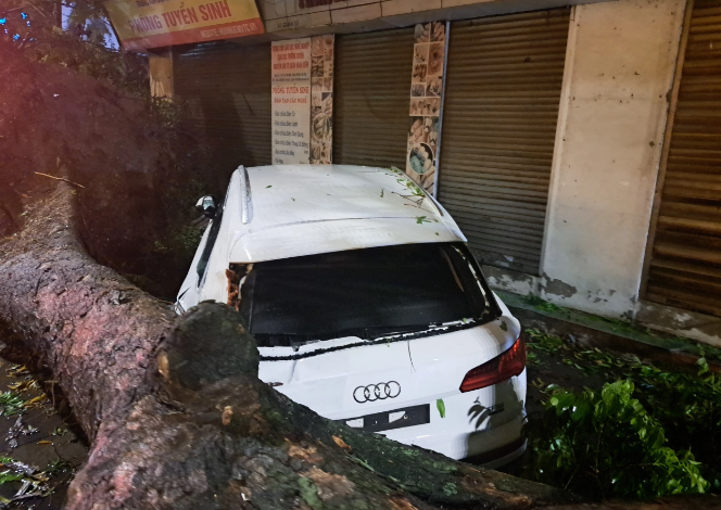 Mua lon, cay co thu do de trung 2 xe sang o Ha Noi