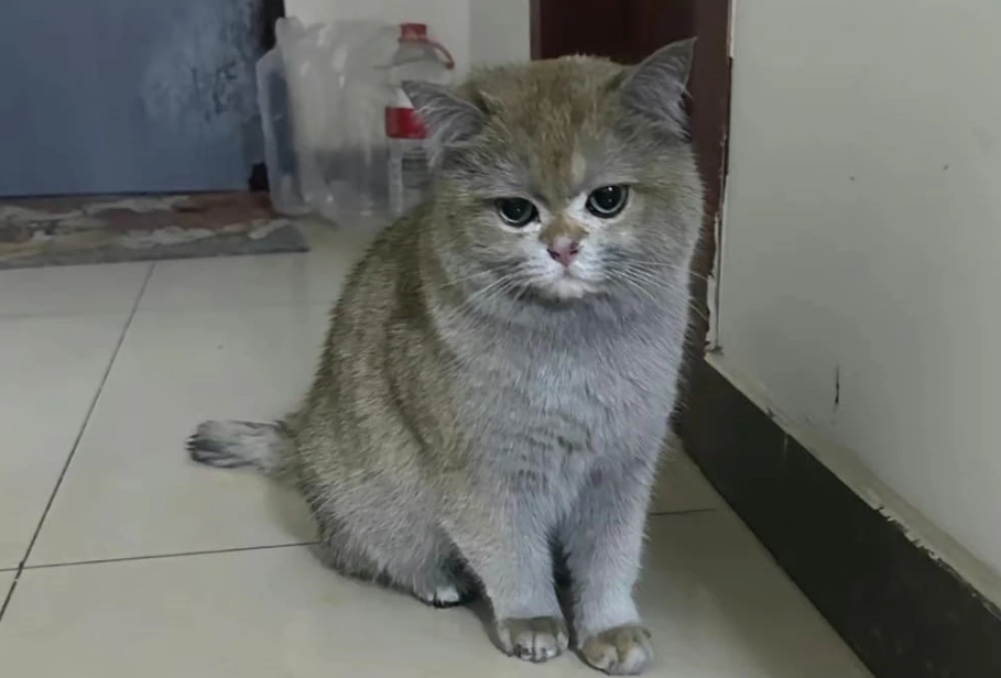 Con meo gay hoa hoan phai len song livestream de 'boi thuong' cho chu