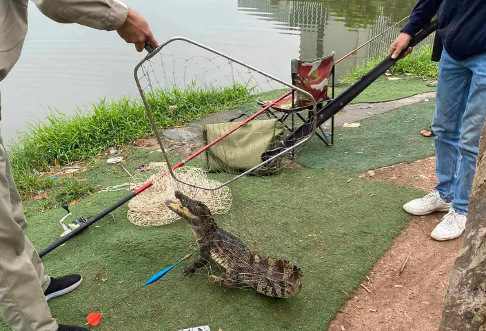 Bat duoc ca sau dai gan 1m giua ho cau o Ha Noi