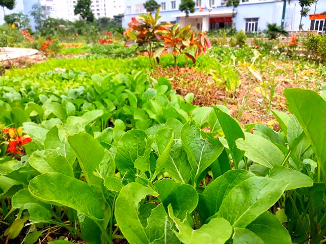 Các vườn tiểu cảnh biến thành vườn rau xung quanh các chân tòa nhà.