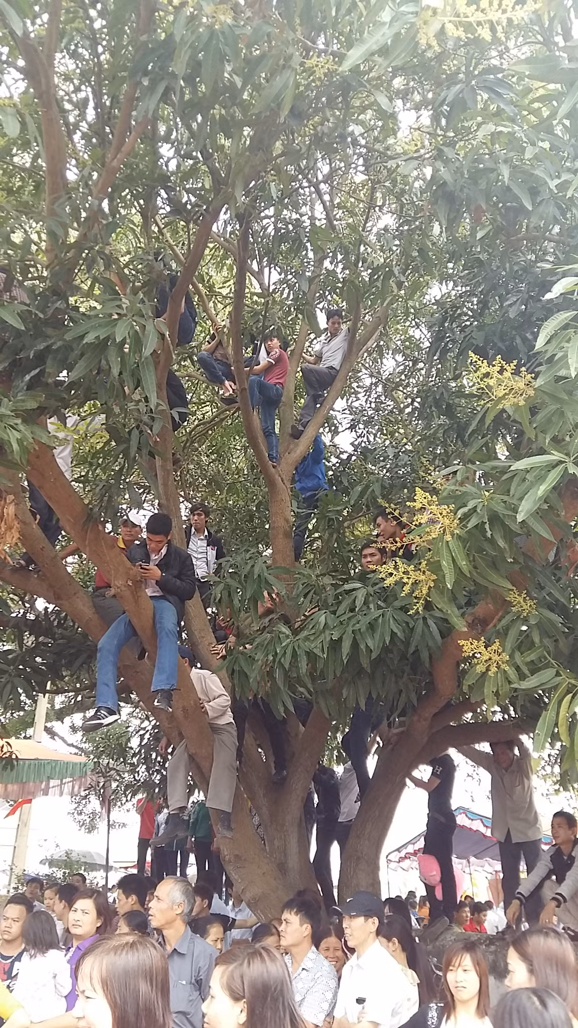 Thậm chí trèo cả lên cây để quan sát nghi lễ, bất chấp nguy hiểm.