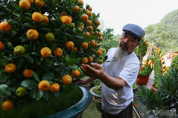 Ngoài tác phẩm quất rồng, ông Xuân còn sở hữu hơn 250 cây quất cần thăng có giá dao động từ 20 triệu đến vài trăm triệu đồng/sản phẩm. Đây là loại cây cảnh được kết hợp giữa gốc cần thăng và cành quất sau nhiều năm thử nghiệm cấy ghép. Ông Xuân cũng cho biết, dịp Tết Nguyên đán năm nay ông chỉ bán 1 cặp quất rồng với giá từ 40-50 triệu đồng. Còn 1 cặp, ông sẽ công đức cho đình làng nơi mình sinh sống.