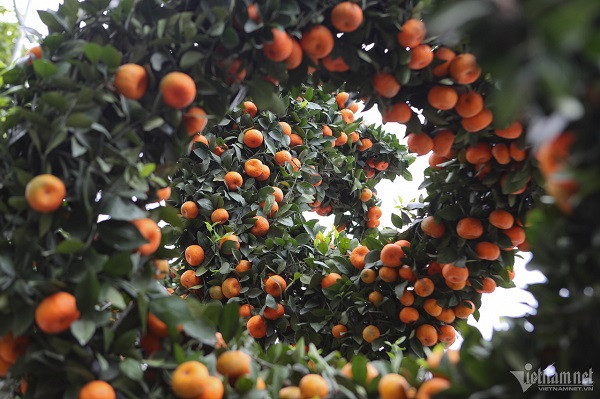 Cây quýt hình rồng có chiều cao 2m, chiều dài 3,5m. Vì kích thước khá lớn nên để không gây tổn hại cho cây khi di chuyển, anh phải dùng xe cẩu và thao tác nhẹ nhàng, cẩn thận.