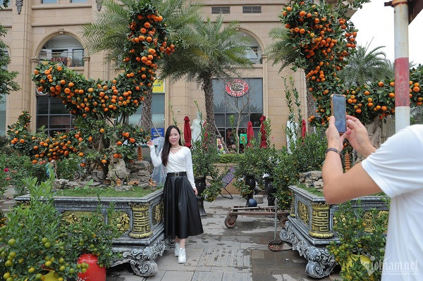 Những chậu quýt dáng rồng bay lên trời thường xuyên thu hút khách ghé thăm. Chị Trần Thị Nga cùng người thân chụp hình check-in. "Tôi đi dọc đường xem hoa Tết thấy cây quýt hình rồng là đẹp nhất. Cây này to và hình dáng ấn tượng", chị Nga bày tỏ.