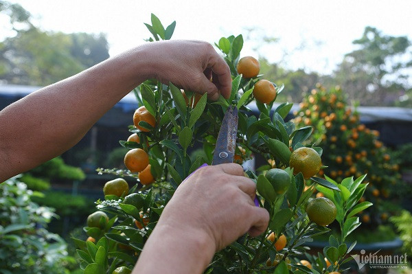 Theo ông Xuân, quá trình uốn dáng, chăm sóc đều phải luôn tỉ mỉ để cây cho ra nhiều nhánh, quả và lên dáng đẹp nhất. Hiện tại, hai cây quất rồng đã hoàn thành. Việc cắt tỉa cành giúp cây đón được nhiều ánh sáng, tập trung chất dinh dưỡng, kích thích lá mọc ra nhiều hơn, luôn xanh tốt vào dịp Tết.