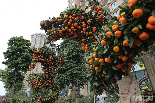 Đến nay anh Đức Anh vẫn chưa chốt bán cây nào trong số 10 sản phẩm. "Nhiều người hỏi mua sản phẩm quýt dáng long nhưng chưa được giá mong muốn nên tôi chưa bán", anh Đức Anh chia sẻ.