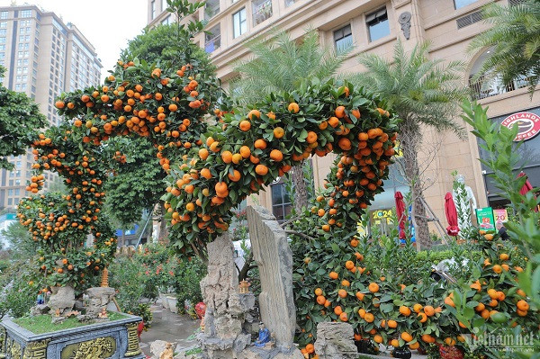 Hiện anh Đức Anh mới vận chuyển hai cây đến đường Lạc Long Quân để bày bán. "Khi đưa cây xuống phố, rất nhiều người đến chiêm ngưỡng chụp ảnh. Họ bày tỏ sự ngạc nhiên trước sự độc đáo của sản phẩm", anh Đức Anh nói.