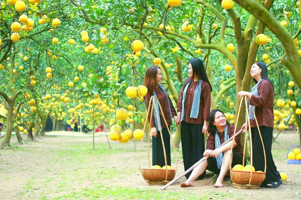 Các cô gái tạo dáng chụp ảnh vườn bưởi với phong cách áo bà ba truyền thống
