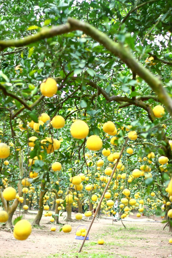 Các vườn bưởi sẽ mở cửa đến gần Tết Nguyên đán là trẩy quả để mang ra chợ bán Tết 