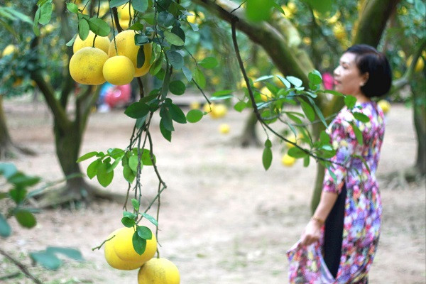 Các cô gái tạo dáng chụp ảnh vườn bưởi 