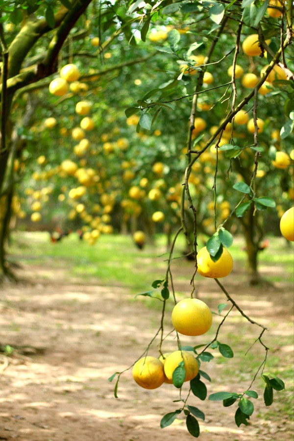 Trái bưởi nặng trĩu ngang mặt người 