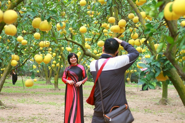 Du khách tha hồ tạo dáng trong vườn bưởi rộng 